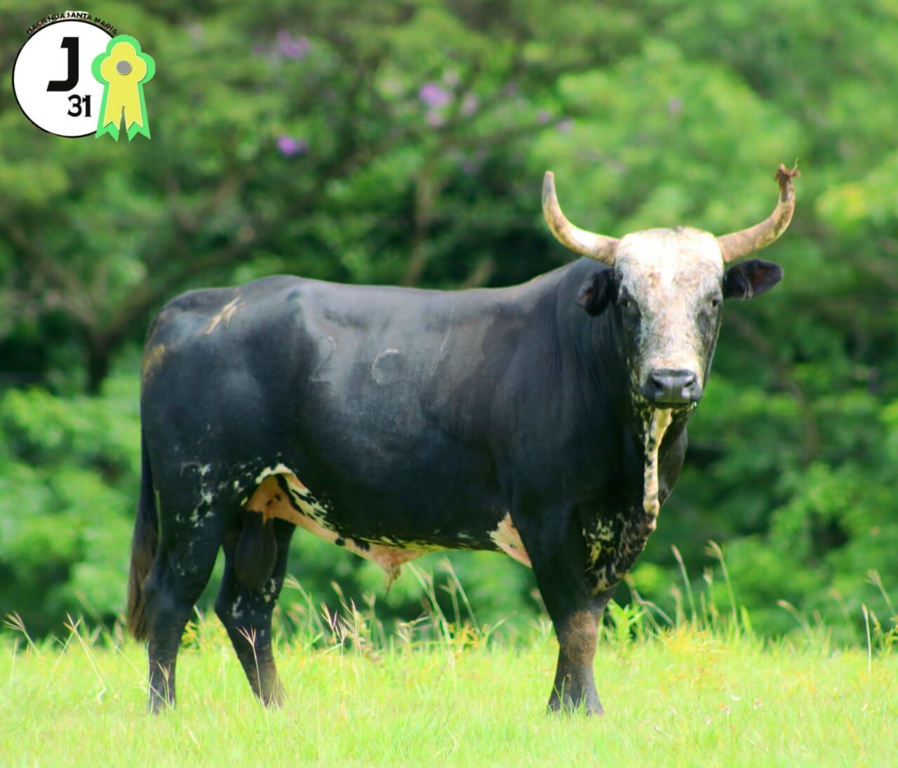 El Coso Hacienda Santa María