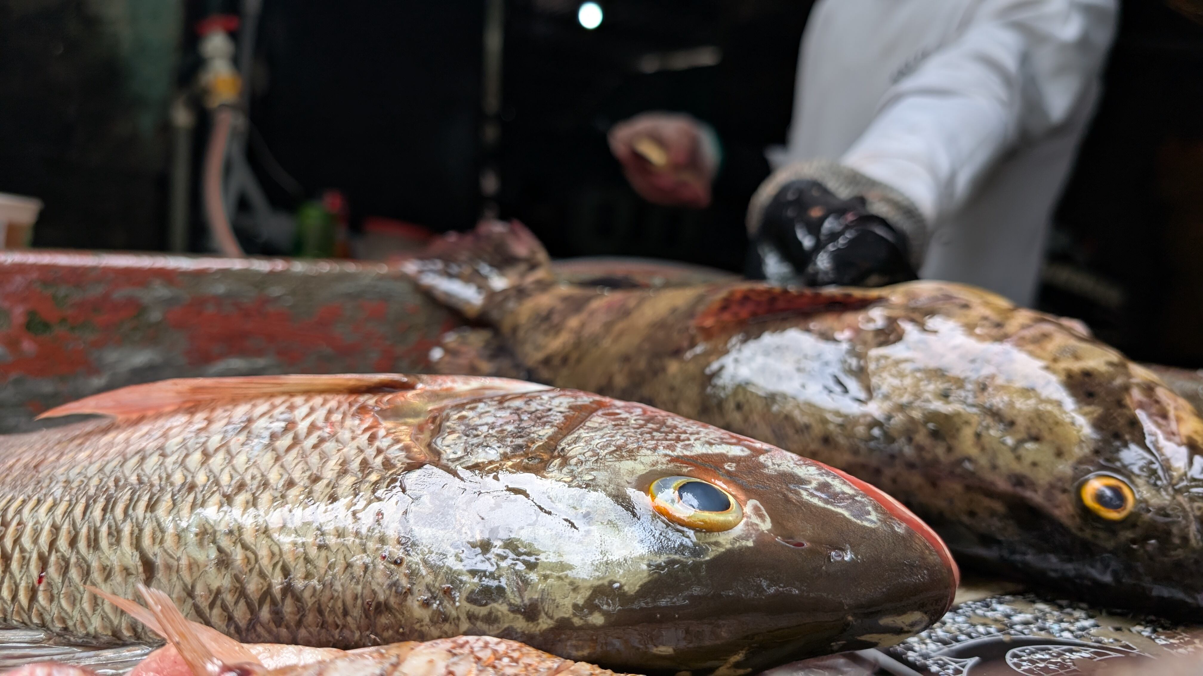 Para destripar pescados se requiere destreza y paciencia, pues hay que eliminar las viseras, lavar el pescado y hasta quitarle las escamas.