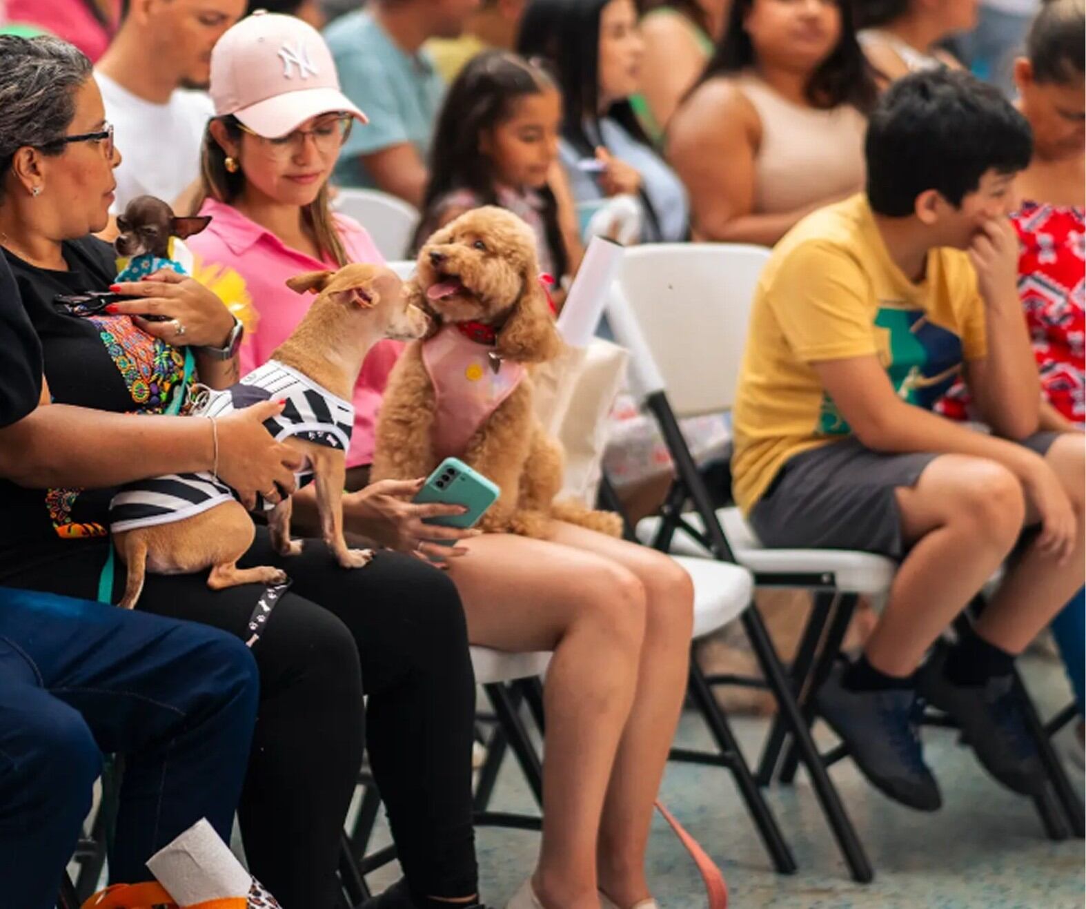 Perros mall oxígeno