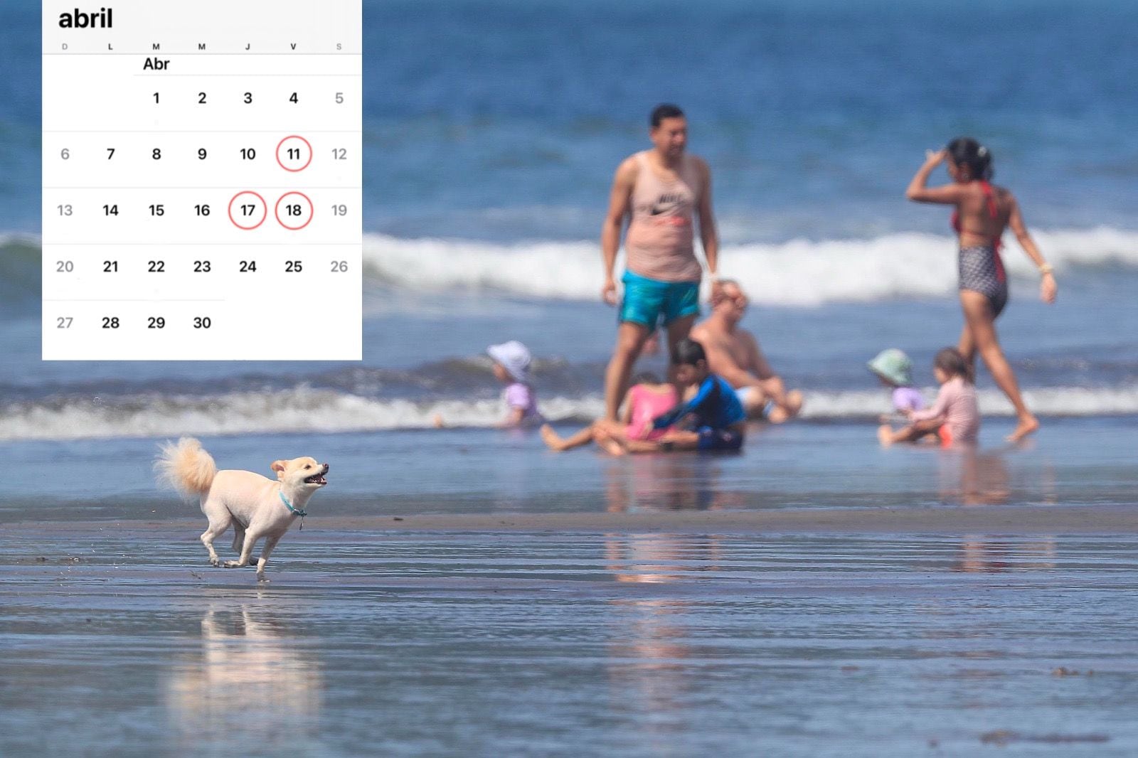 Escena de playa con un perro corriendo en la arena y familias disfrutando del mar, destacando la coincidencia del feriado del 11 de abril con Semana Santa en 2025.