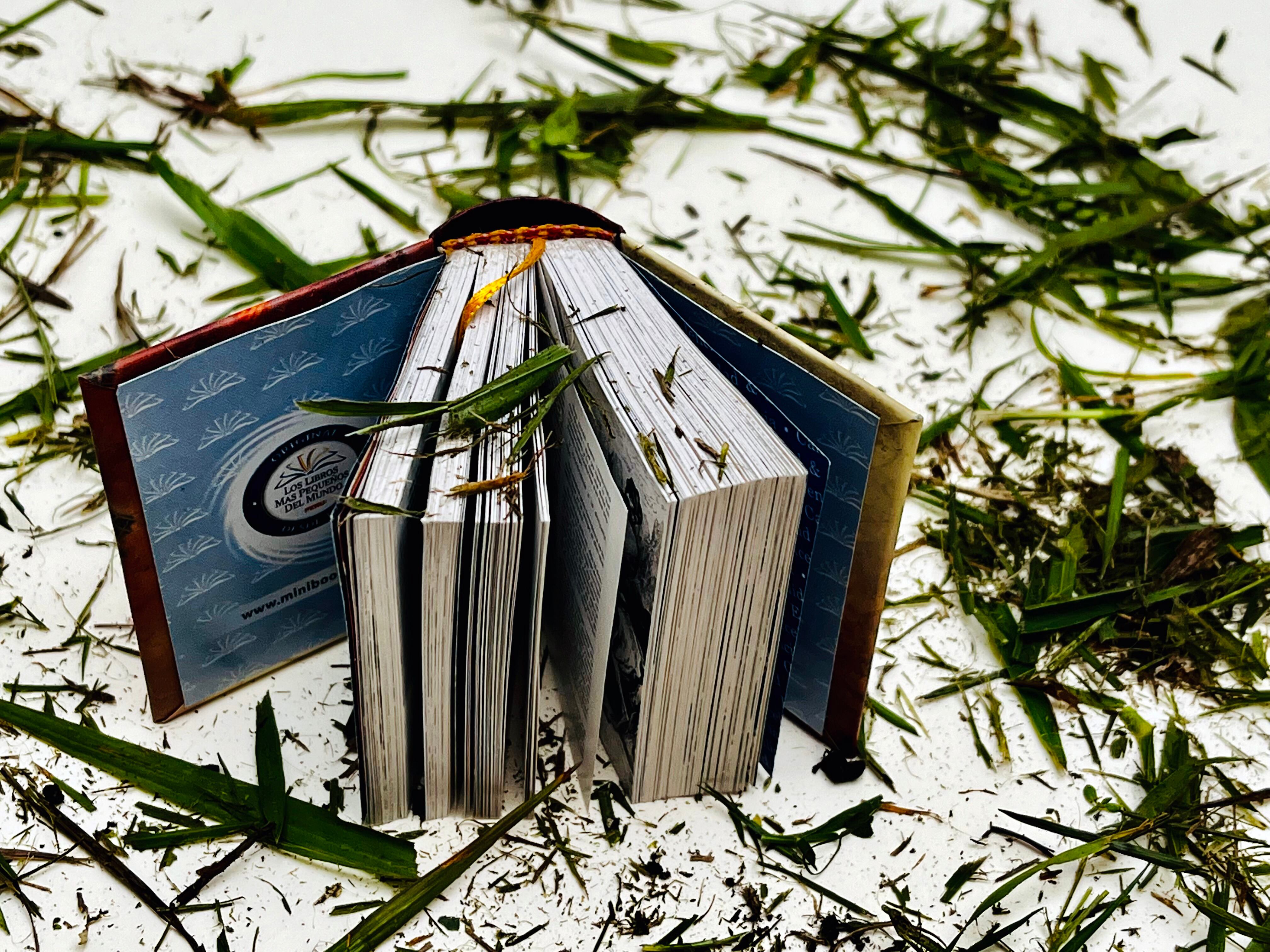 Olor de los libros, a qué huelen los libros, olfato, lectura, leer y oler