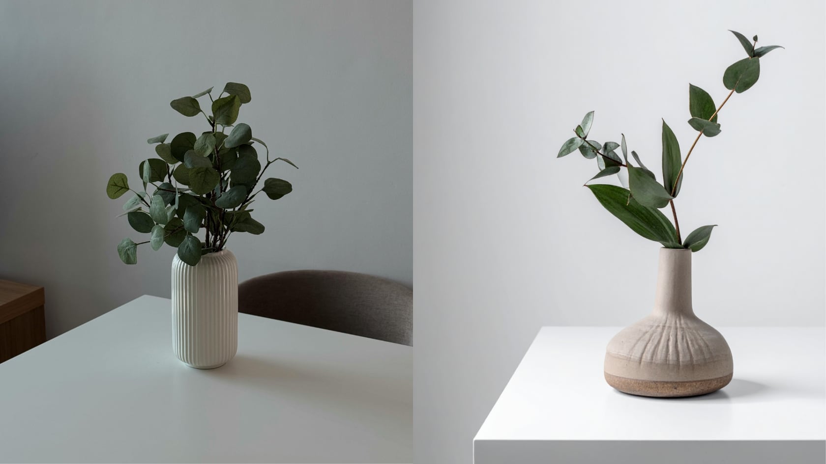 El eucalipto en maceta purifica el aire y aporta aroma. Con riego moderado, buen sustrato y poda, se mantiene saludable en casa.