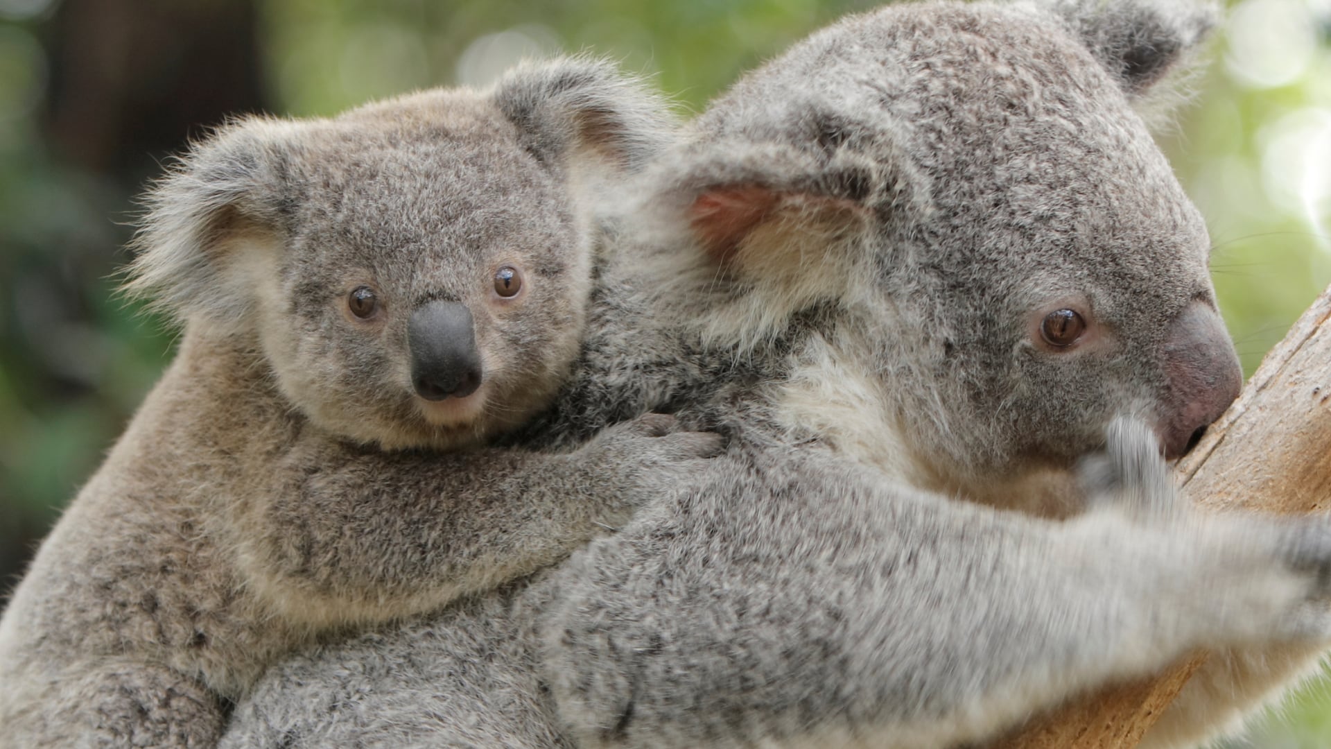 Los koalas sufren por la pérdida de su hábitat y la clamidia. Un proyecto de vacuna abre la posibilidad de recuperar las poblaciones.