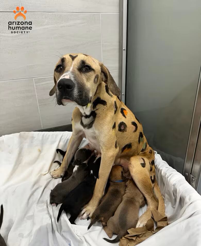 Los diez perros se encuentran en una casa de tránsito seguros y cuidados.