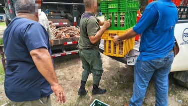 18.000 huevos decomisados en Golfito terminan destruidos: esta es la razón