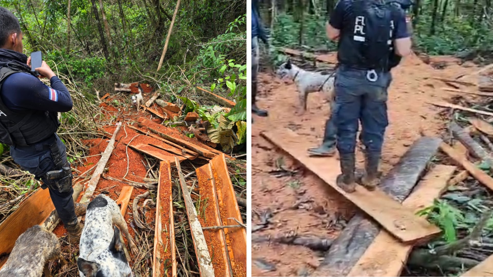Cinco hectáreas de bosque arrasadas dentro del Refugio Nacional de Vida Silvestre Corredor Fronterizo Norte, en frontera norte.