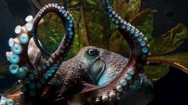 Un pulpo en Nueva Zelanda encontró el camino del acuario al océano