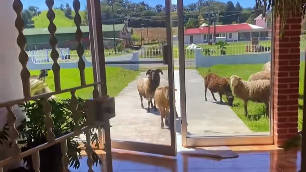 Ovejas atacaron casa en Zarcero y, si no se hubiera grabado, parecería una mentira: vea el viral video