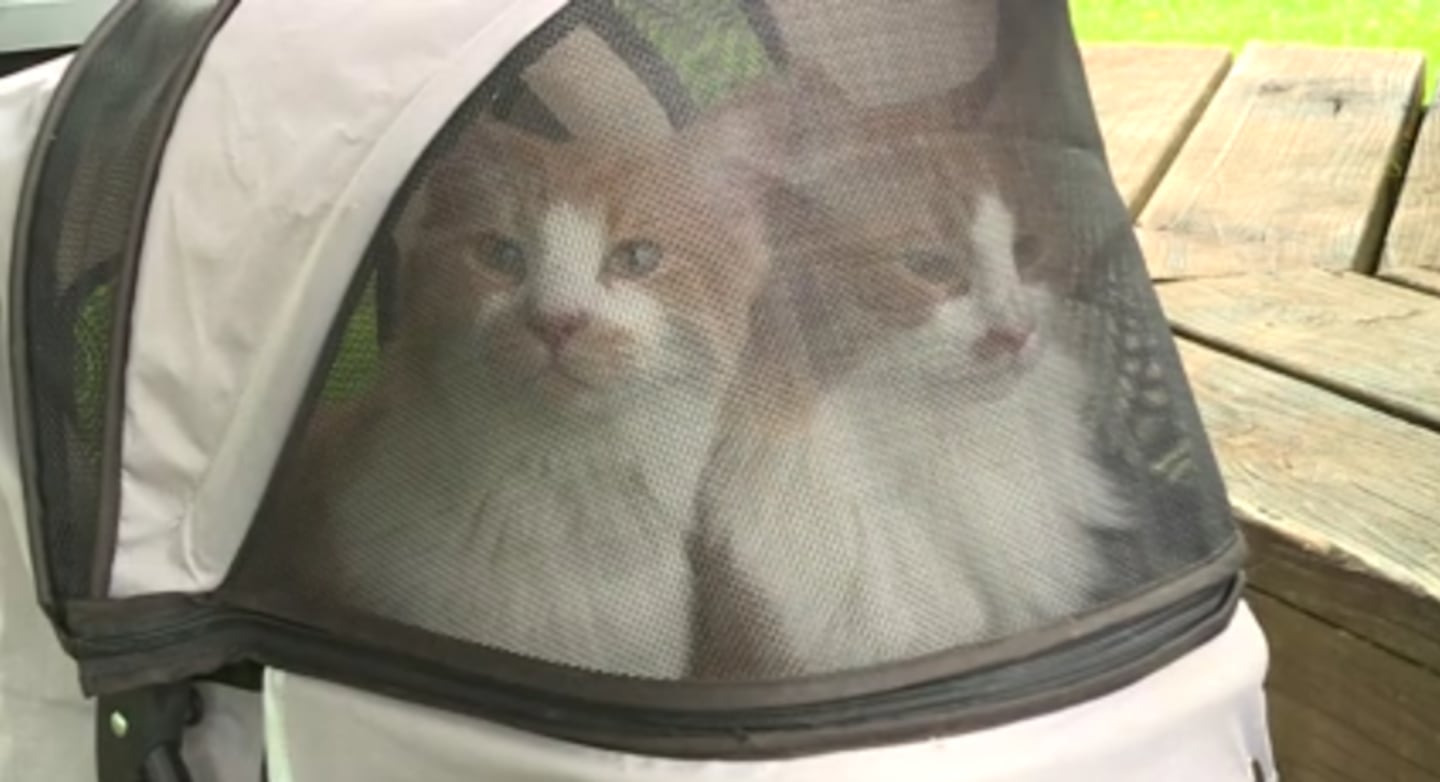 Gatos desaparecidos reaparecen dos años después a 1.600 kilómetros de su casa en Estados Unidos