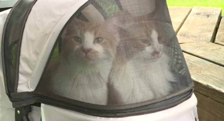Una llamada desde Los Ángeles permitió que una mujer recuperara a sus gatos desaparecidos desde el 2024 en Portland.