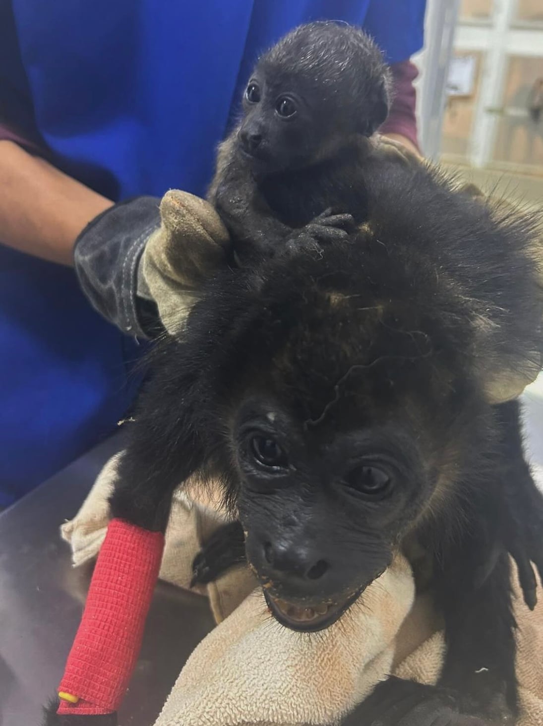 La fundación Half Way Tamarindo, promovida por el actor Nathan Fillion, recauda dinero para ayudar a animales silvestres, entre ellos, monos que se electrocutan en el tendido eléctrico al no tener otros lugares por los cuáles desplazarse. Foto: Instagram