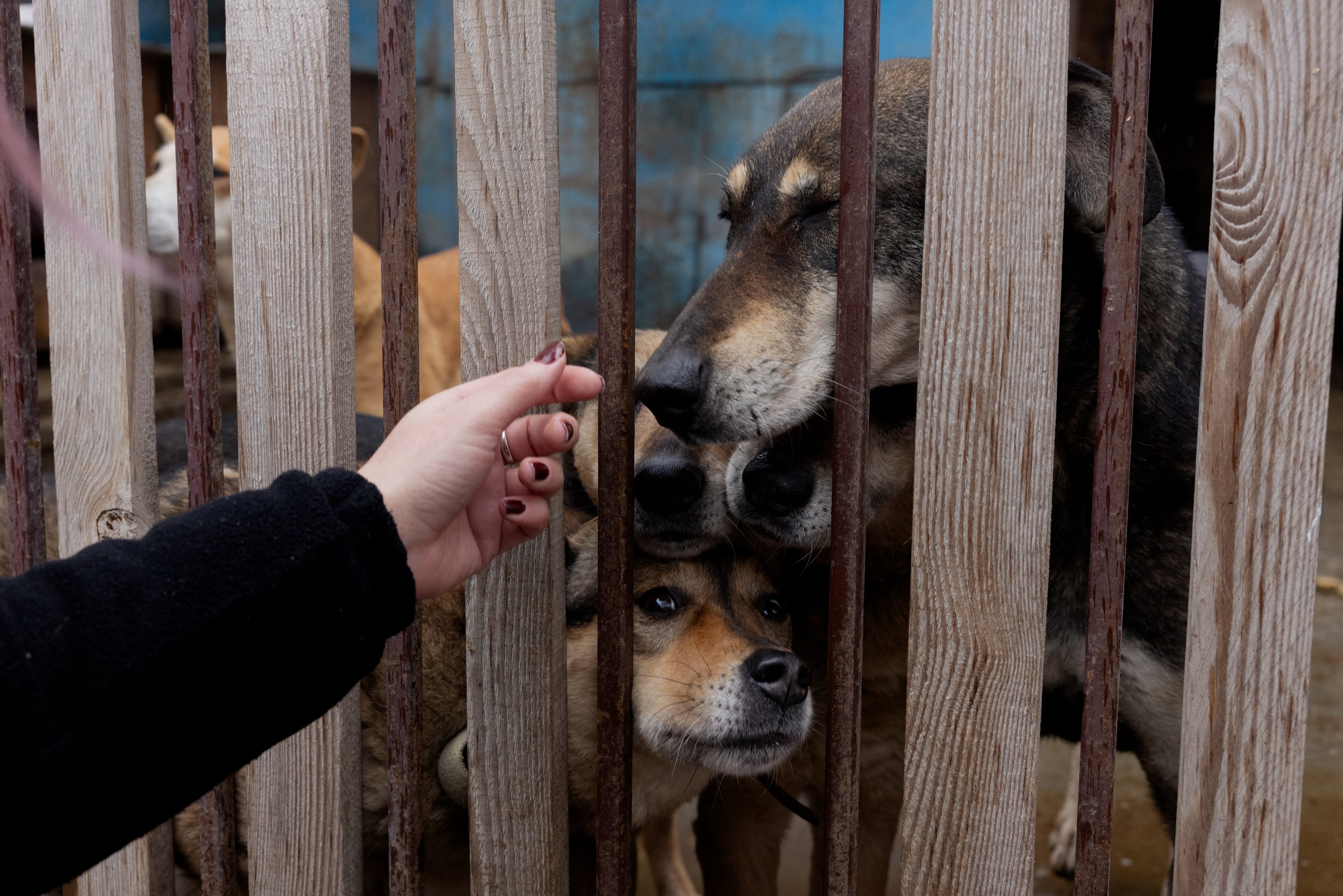 Un voluntario cuida a perros en el refugio para animales sin hogar “Give Me Your Paw, Friend” en Zaporiyia el 29 de enero de 2026, en medio de la invasión rusa de Ucrania.
“Give Me Your Paw, Friend” es un refugio que alberga alrededor de 450 perros. Entre ellos hay 160 perros provenientes de territorios ocupados, la mayoría trasladados por militares. Algunos de estos animales resultaron heridos por metralla o balas.
(Foto de Tetiana DZHAFAROVA / AFP)