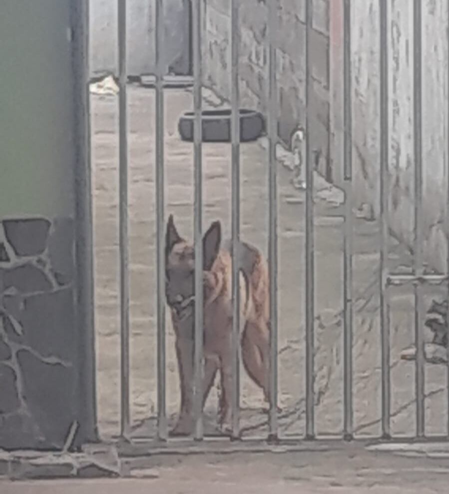 Al parecer el perro fue regalado por un conocido a la familia del menor. El ataque ocurrió a media mañana de este lunes. Foto: Mario Cordero.