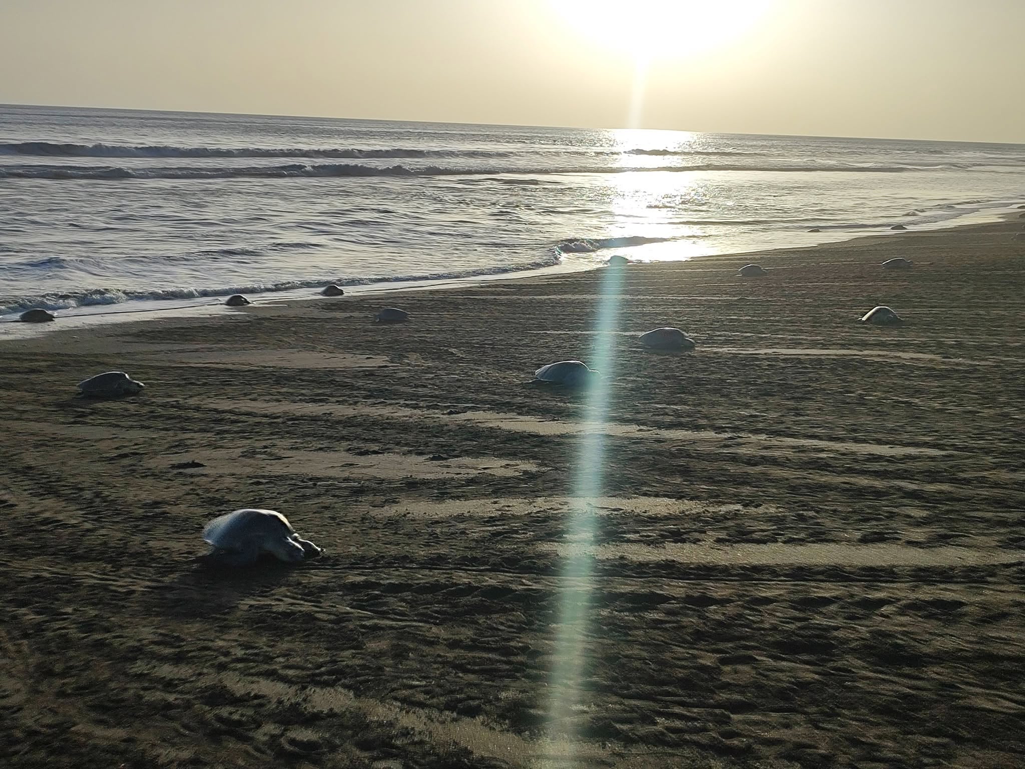 Desove de tortugas