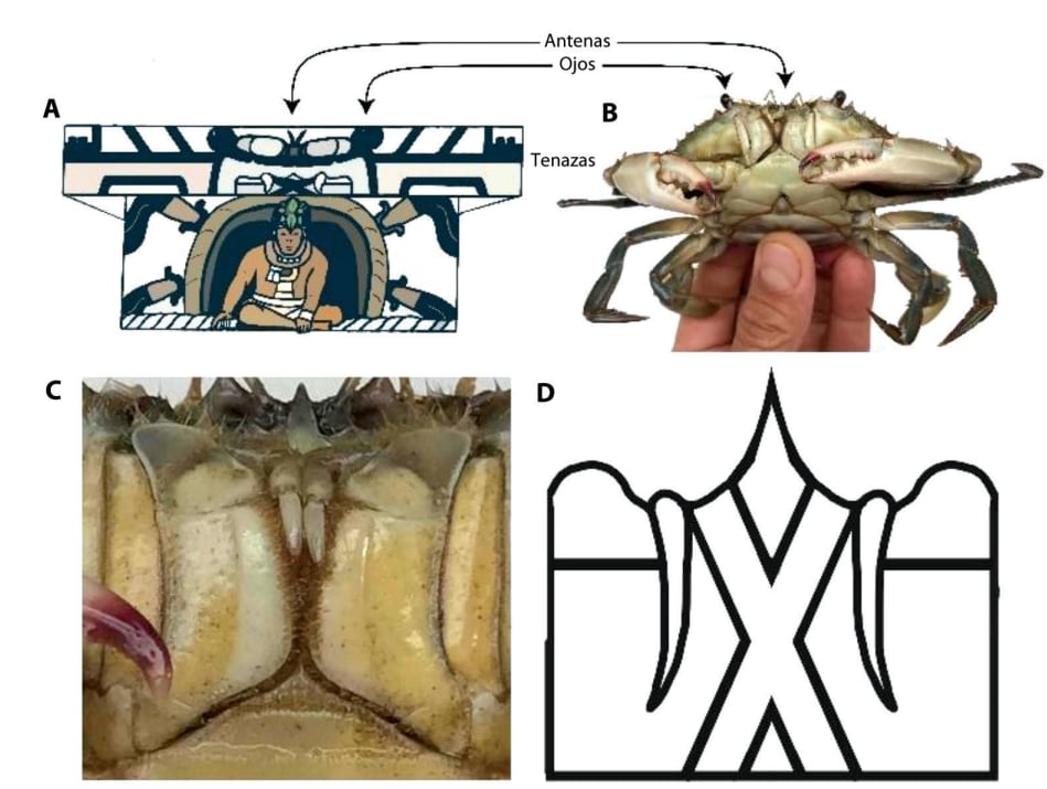 Comparación de la morfología entre el zoomorfo de la plataforma Altar 4 de La Venta y un cangrejo Callinectes sapidus.