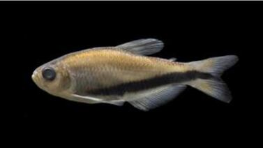 Este pez hallado en Brasil revela un linaje aislado durante millones de años