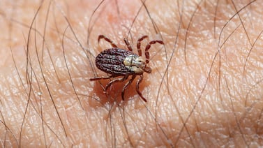 Salud confirma muerte de tres costarricenses por rickettsiosis en últimas semanas