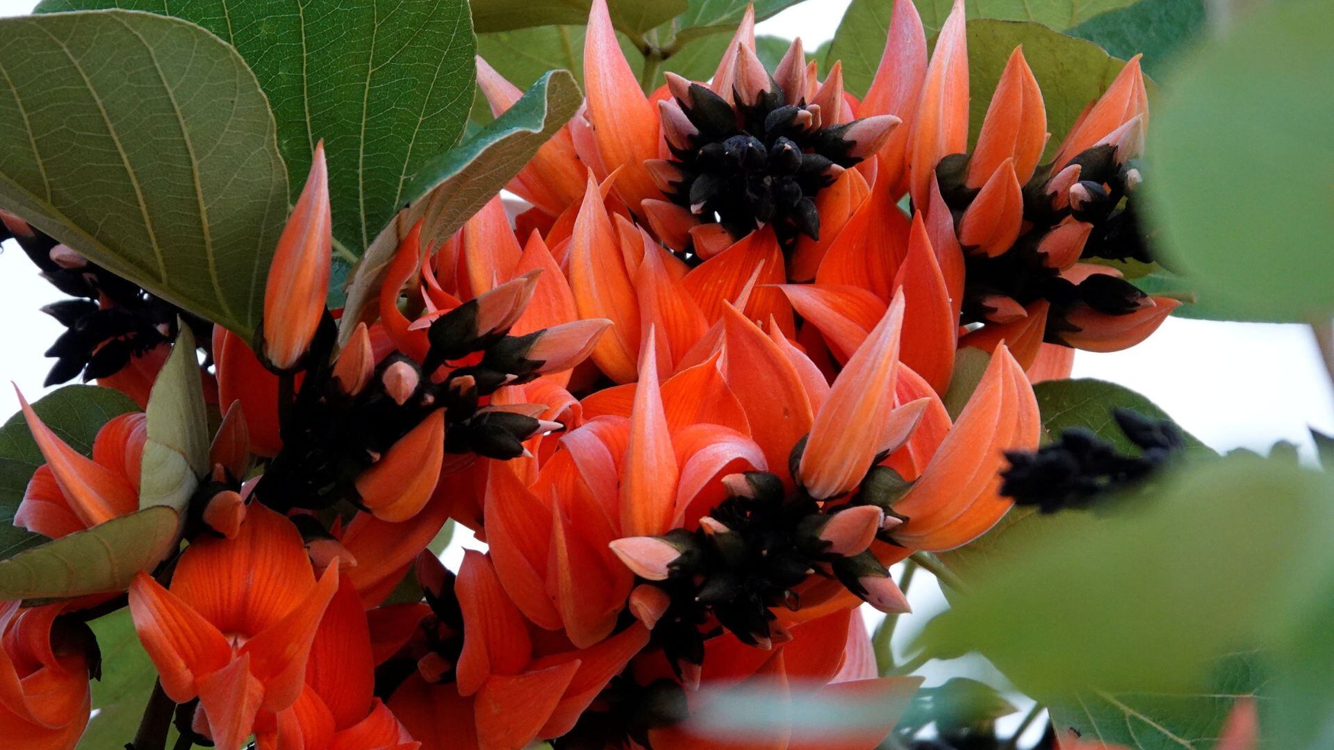 El nombre de la especie del árbol coralino costero pasaría de 'Erythrina caffra' a 'Erythrina affra'.