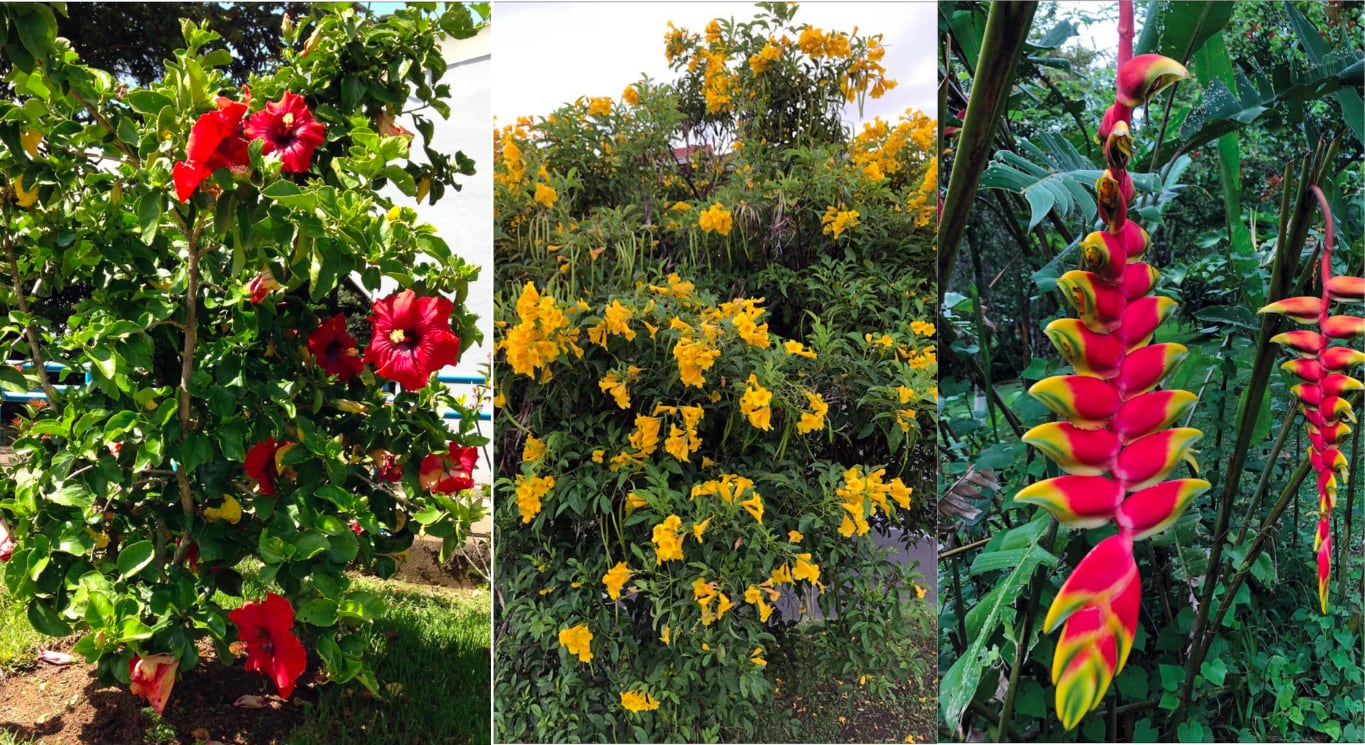 Especies como amapolas, vainillos o incluso heliconias son recomendadas como seguras para sembrar en zonas verdes cerca de cableado eléctrico o junto a aceras. Fotografía: