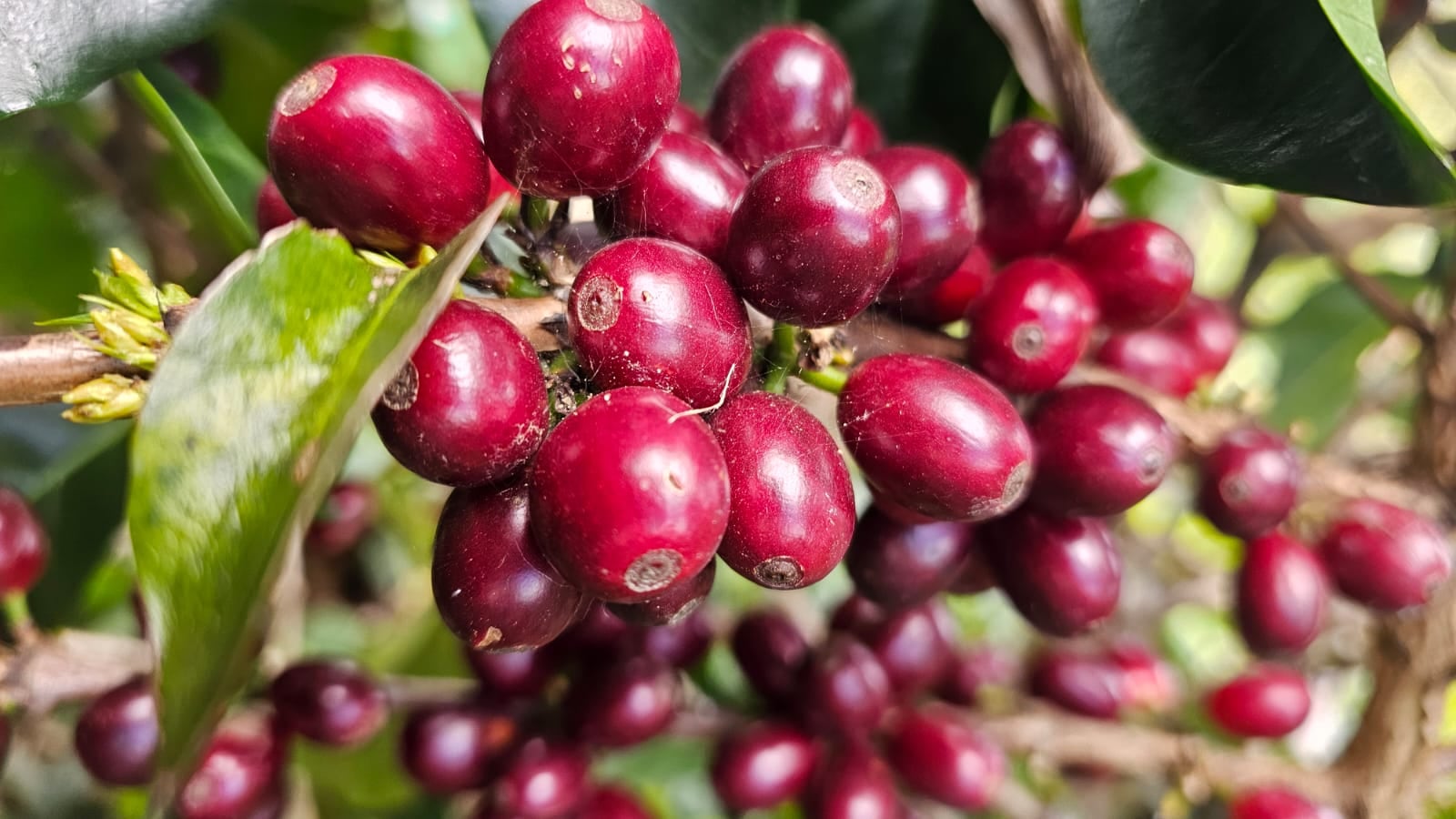 Feria Nacional del Café Paraíso