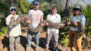 Florida alcanza cifra récord: eliminan 3,7 toneladas de pitones invasoras y miles de huevos