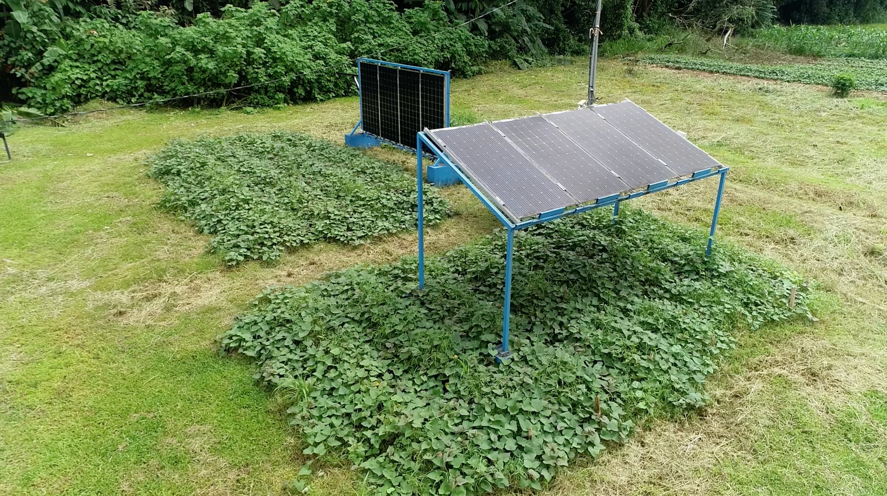 Investigación desarrollada en San Carlos evalúa el potencial de la agrivoltaica para aumentar la generación solar sin afectar la producción agrícola.
