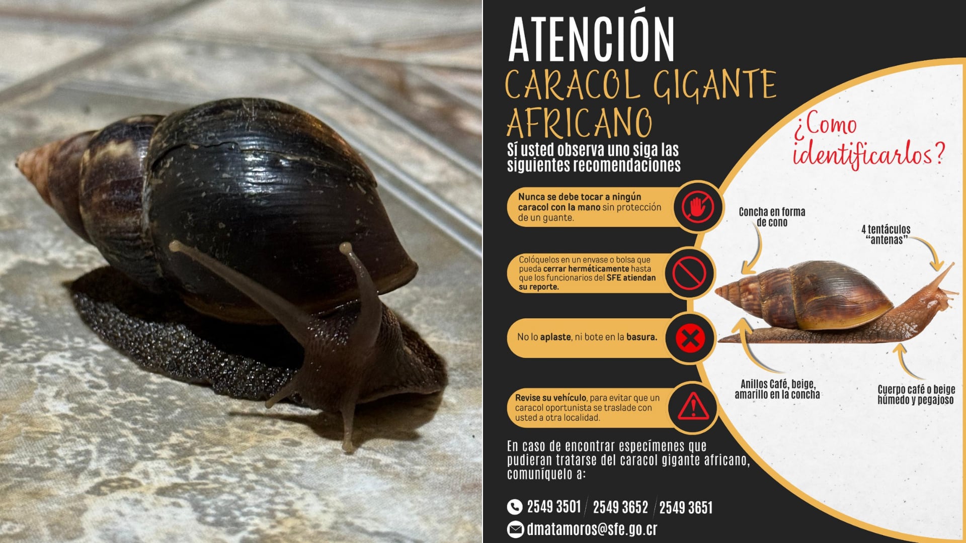 El SFE confirmó un brote del caracol gigante africano en Heredia. Población debe alertar sin tocarlo y seguir medidas para evitar su propagación.