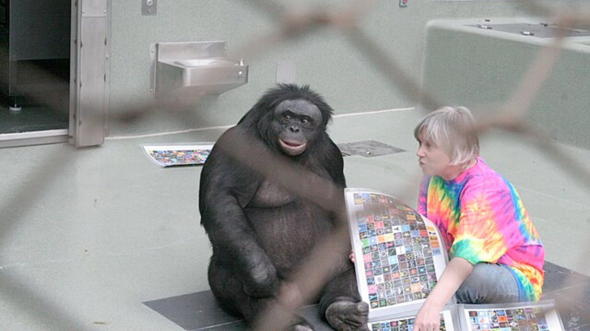 Kanzi, un chimpancé pigmeo macho criado con lenguaje, conversa con Sue Savage-Rumbaugh en 2006 utilizando un teclado portátil con símbolos arbitrarios.