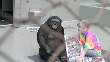 Un chimpancé demostró su capacidad para manejar objetos imaginarios