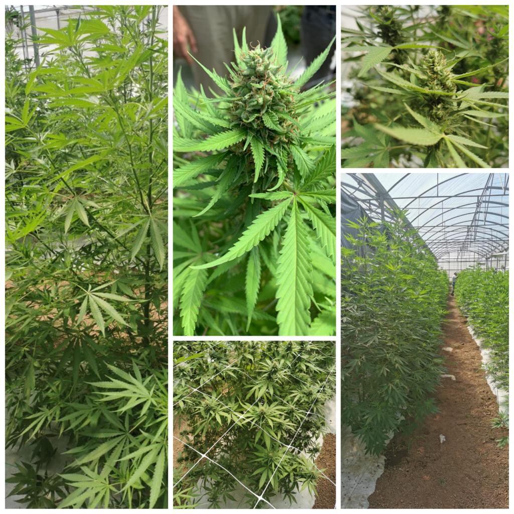 La investigación oficial que se realiza en Cañas, Guanacaste, busca resultados en todas las fases del cultivo. Inicialmente se estima que sería un buen negocio. Foto: Cortesía del INTA
