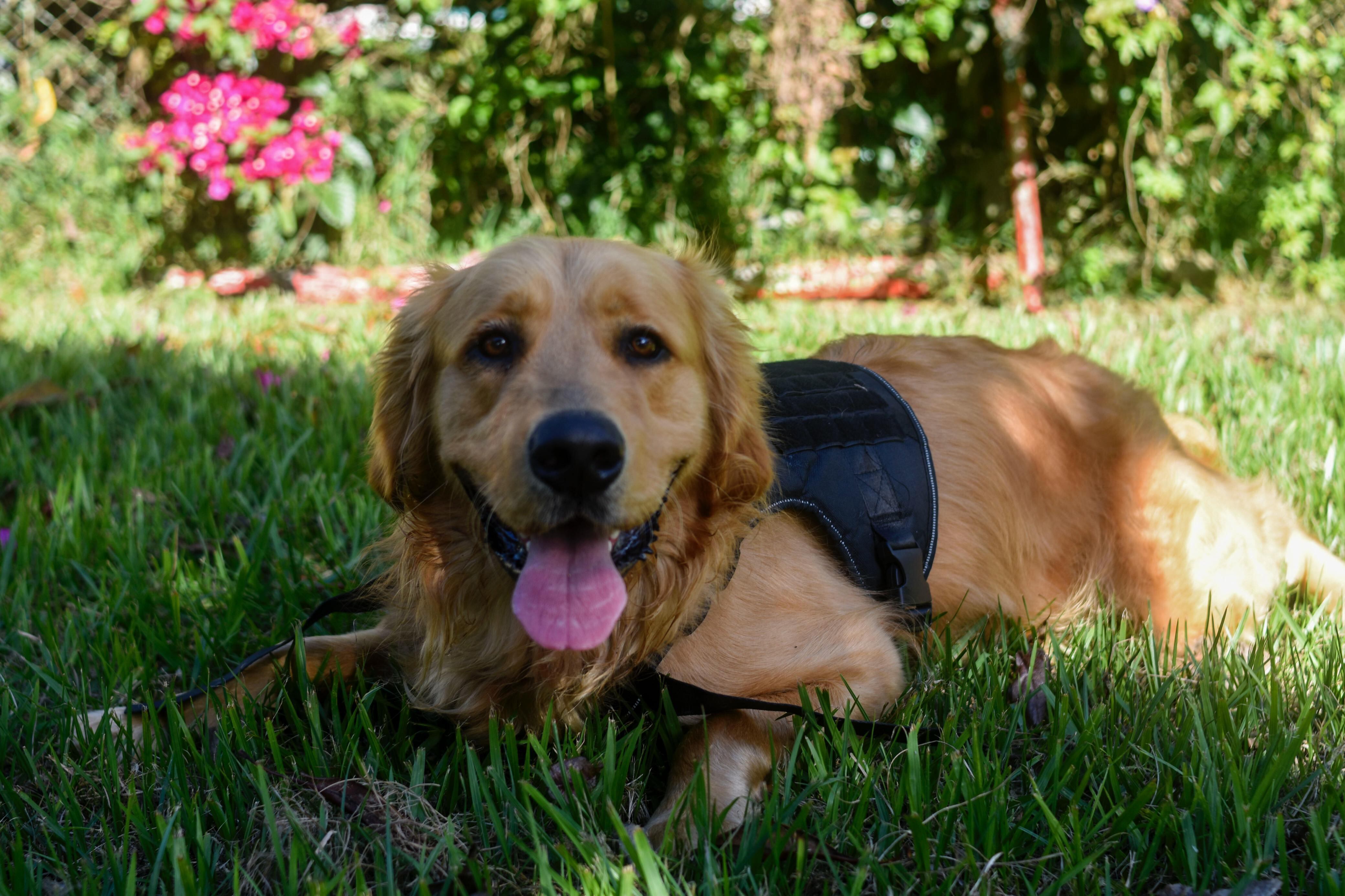Best, un golden retriever de 2 años y 7 meses, llena de alegría y locuras la casa de Jessica Madriz en Paraíso de Cartago.
