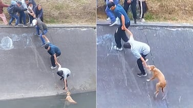 Escucharon un ruido que venía de un canal y cuando vieron qué pasaba reaccionaron rápido para salvarlo