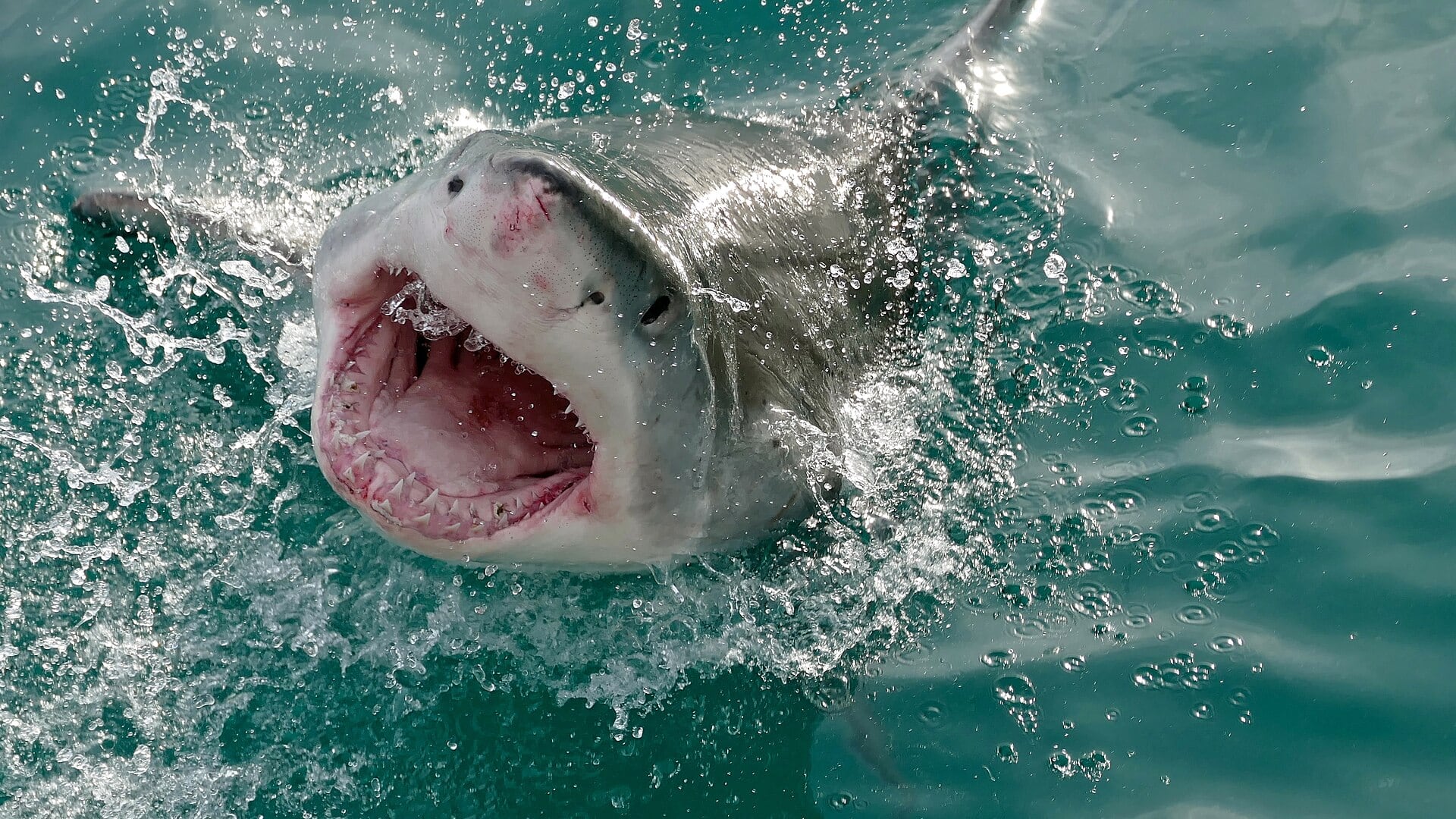 Expertos vinculan el aumento de incidentes con tiburones en Brasil a cambios en el ecosistema causados por las obras del puerto de Suape.