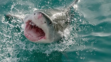 Brasil enfrenta más ataques de tiburón y expertos señalan un factor que cambió todo desde los años 90