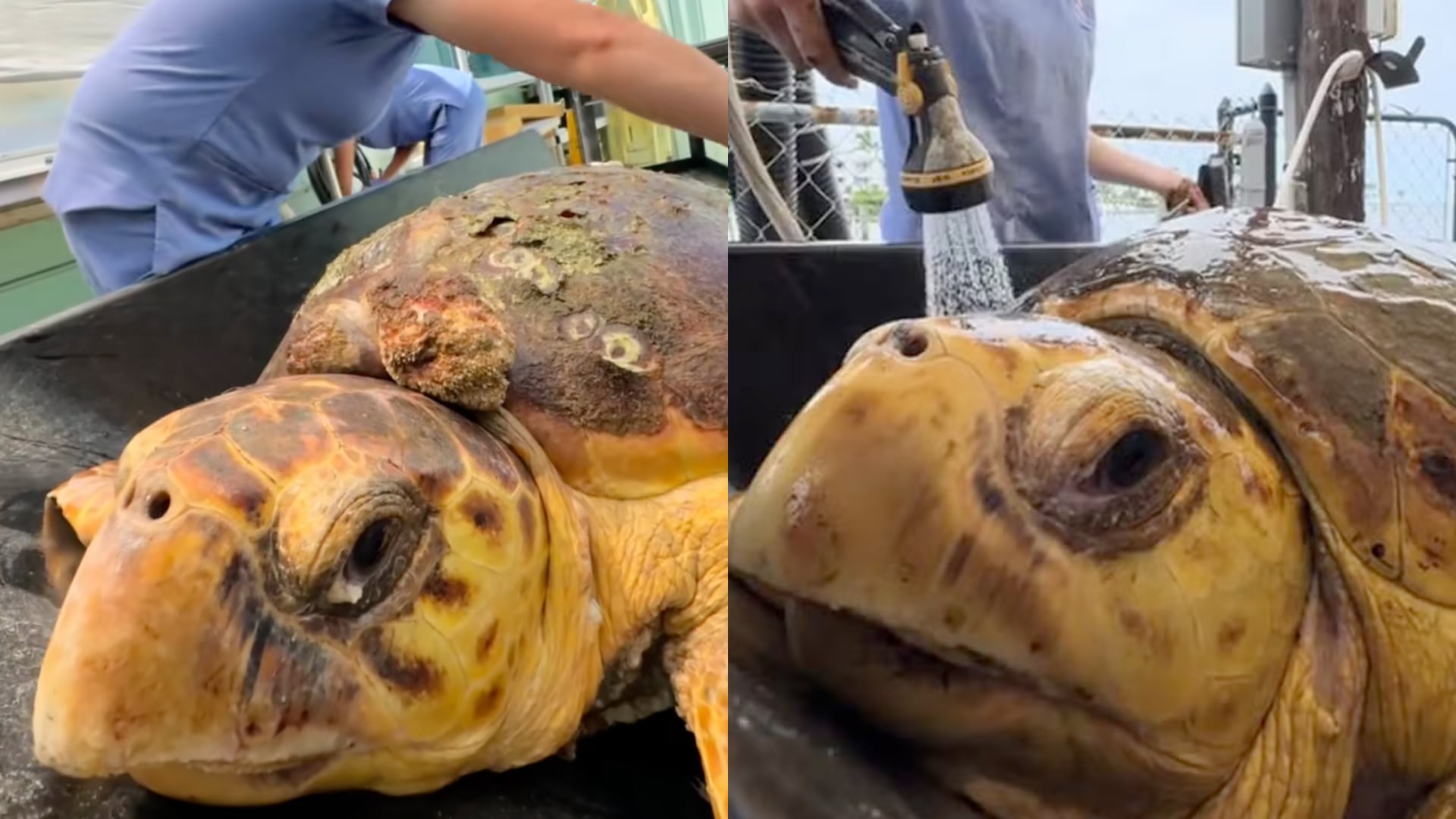 Molly, la tortuga que emocionó a millones, superó una cirugía compleja y regresó al mar desde la playa Higgs en Key West.