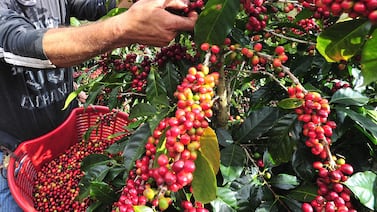 La amarga paradoja del café costarricense