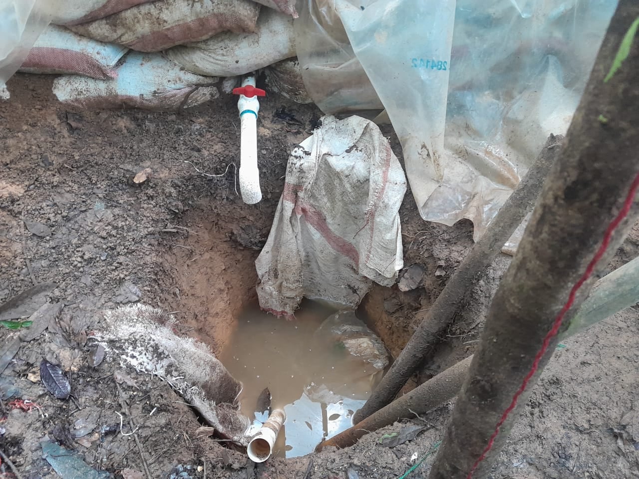 Planta ilegal Crucitas de Cutris