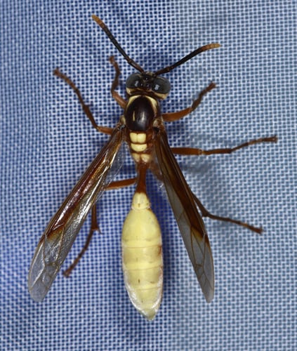 Esta foto del sitio Naturalista, muestra el tipo de avispa igual a la que estaba en un panal cercano al sitio donde murió el trabajador de 42 años. Foto: Apoica Pallens.