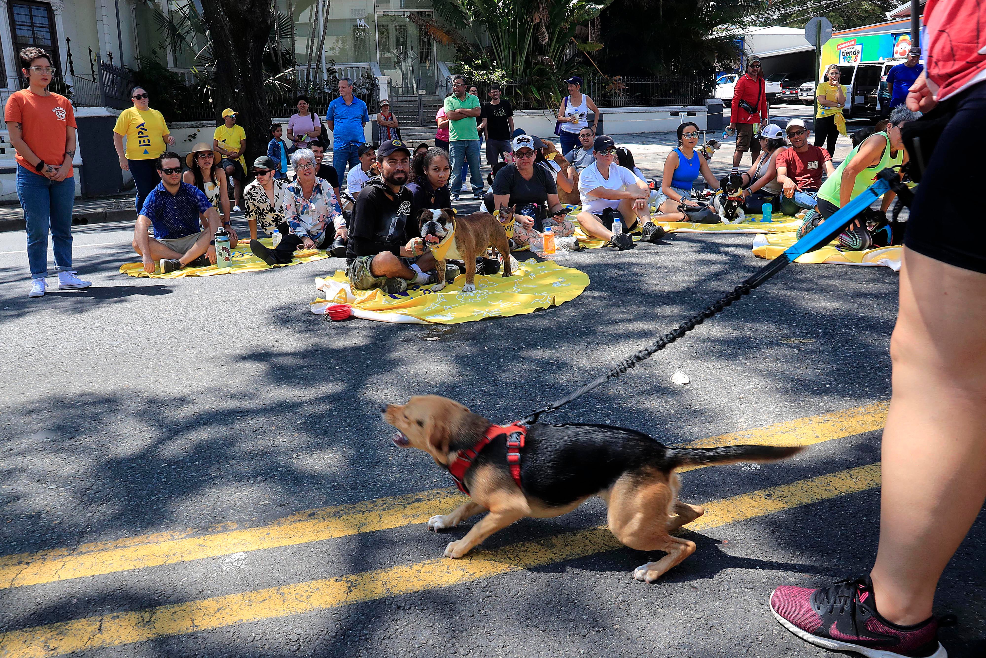 18/02/2024 Paseo Colón. Regresaron las actividades al aire libre denominados, Domingos Familiares sin Humo. Piscinas, sesiones de fotos familiares, shows de la Policía Canina de la Municipalidad de San José y mucho más formaron parte de la agenda, sin faltar la participación de las mascotas. Foto: Rafael Pacheco Granados