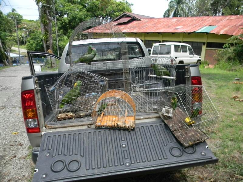En Costa Rica, la tenencia y tráfico ilegal de especies silvestres se sanciona con multas e incluso con tres años de prisión. | ARCHIVO