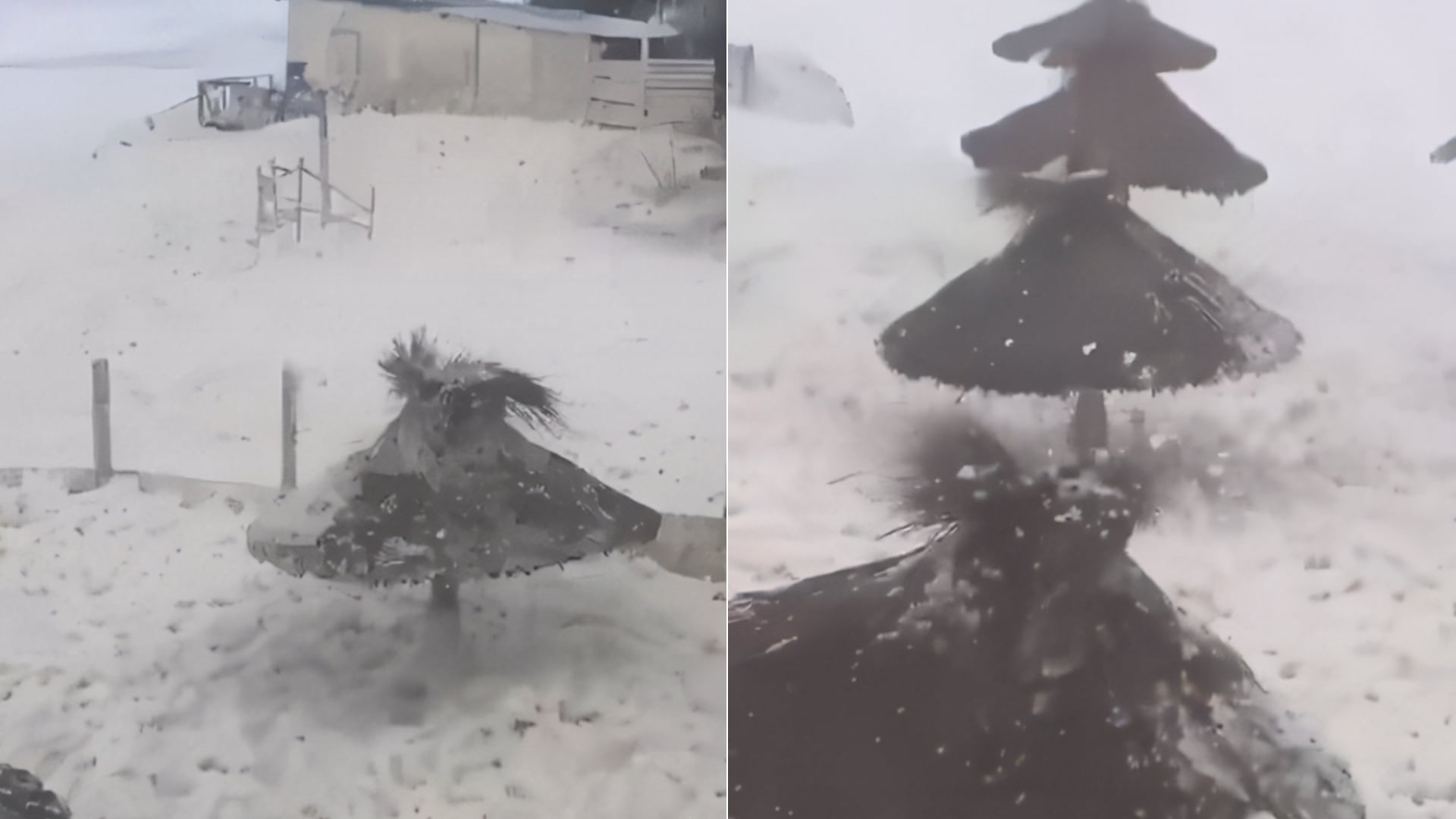 Videos viralizados mostraron espuma marina cubriendo playas argentinas tras un intenso temporal y fuertes ráfagas de viento.