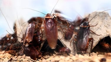 ¿Por qué no debe pisotear cucarachas? OMS advierte sobre riesgos para la salud