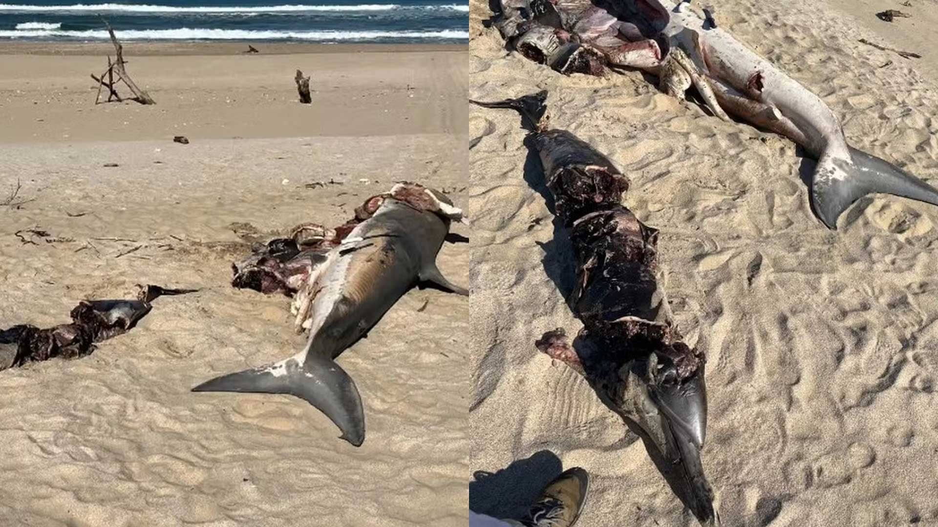 Un gran tiburón blanco fue encontrado muerto en una playa de Eastern Cape, Sudáfrica, evidenciando un ataque por una orca.
