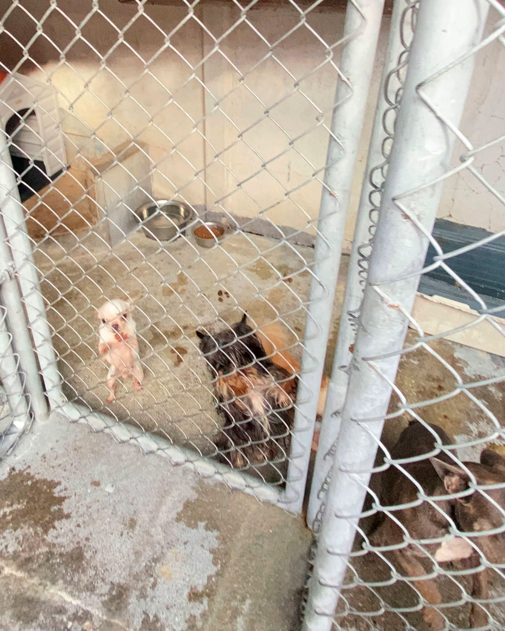 Perros rescatados de criadero ilegal en Heredia