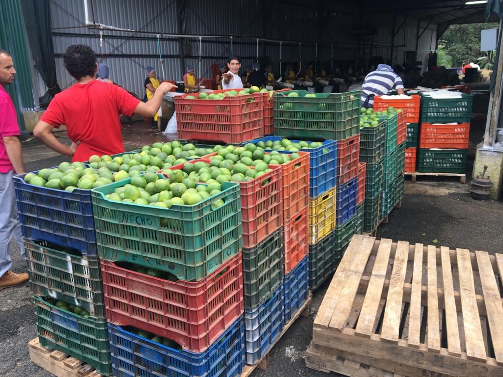 El limón verdadero procedente de Upala se comercializa actualemente en la cadena de supermercados Auto Mercado, donde ha tenido mucha aceptación por su tamaño, más jugo y mejor sabor, según las empresas. Foto: Cortesía