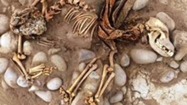 Encontraron un cementerio prehispánico de perros y humanos bajo un zoológico en Perú
