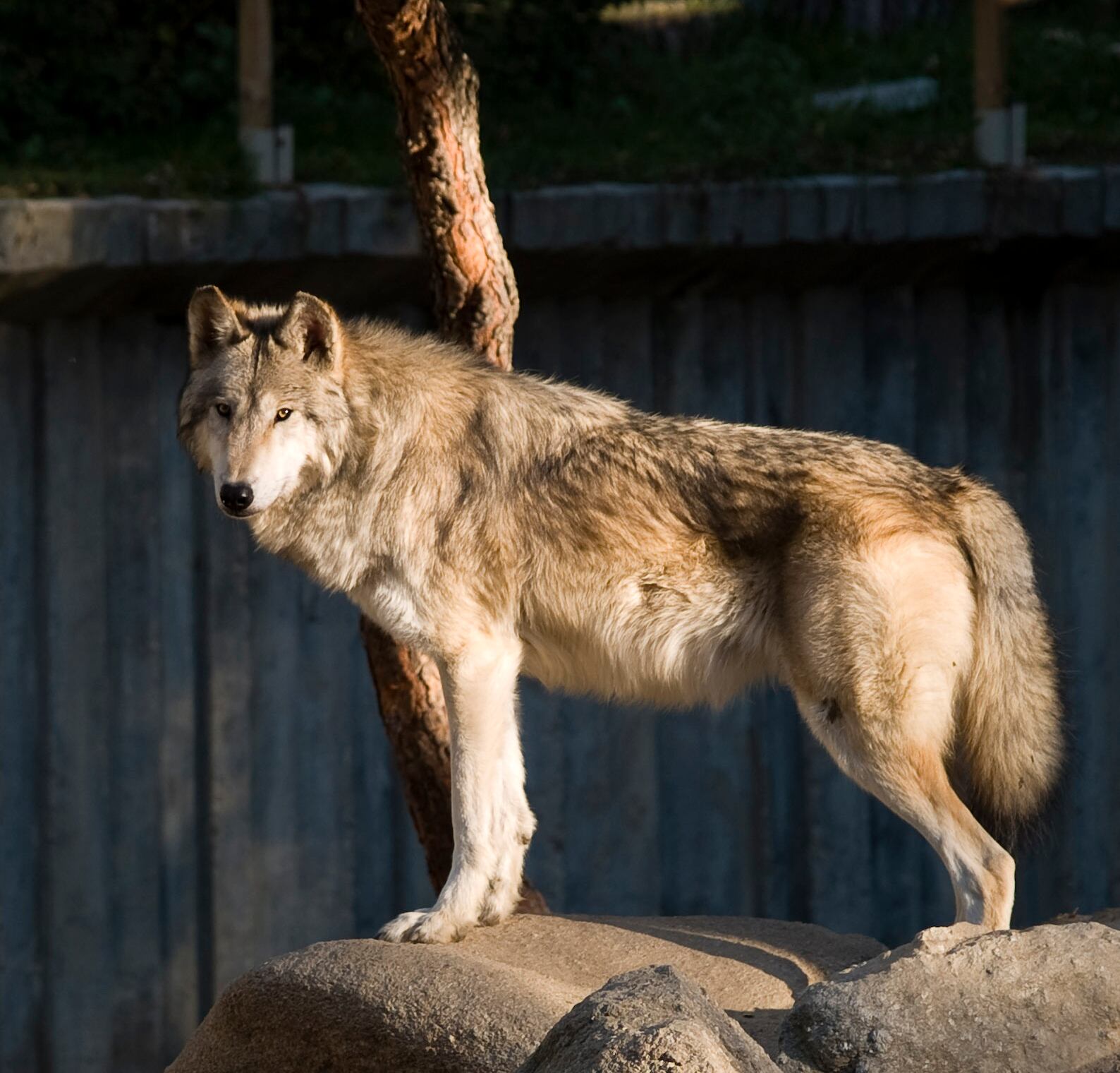 Individuo de lobo gris Mackenzie (Canis lupus occidentalis). Esta sería la especie de lobo que atacó a la mujer en Francia este 23 de junio. Fotografía: Santiago Atienza.