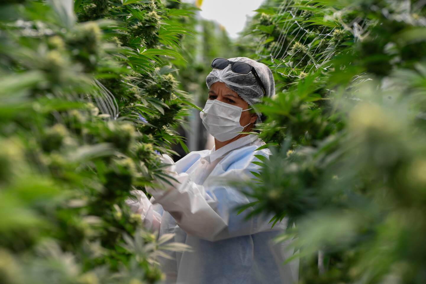 Algunos países latinoamericanos ya han ingresado en el negocio del cannabis medicinal. En la foto un trabajador revisaba plantas de marihuana en un invernadero en la empresa Fotmer Life Sciences en Nueva Helvecia, 120 km al oeste de Montevideo, Uruguay, en el 2019.