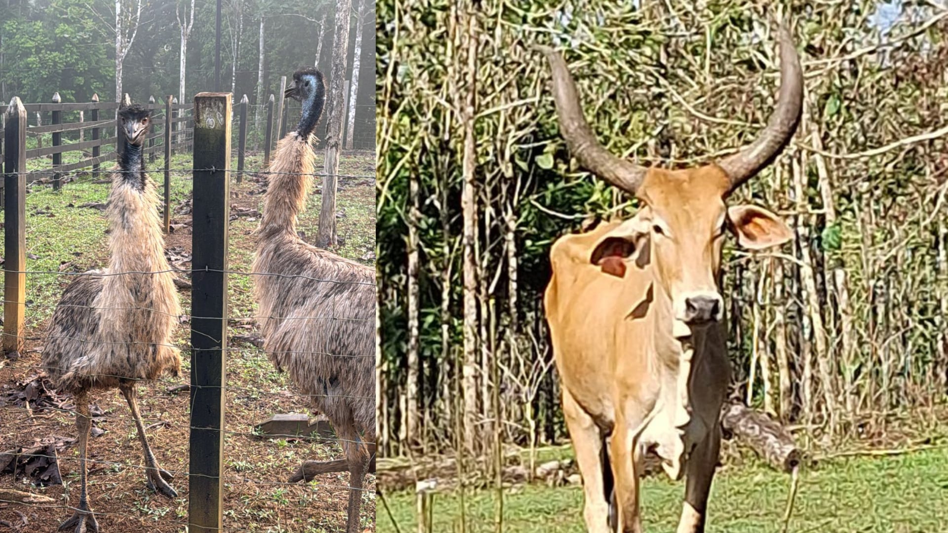Las autoridades encontraron especies exóticas.
