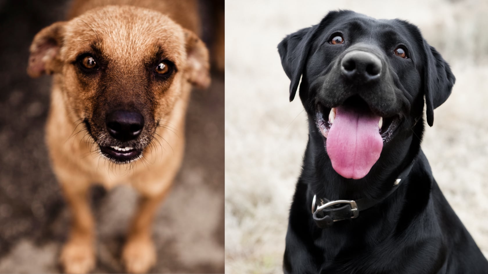Científicos detectan que el cerebro de los perros disminuyó miles de años después de su domesticación, ligado a cambios humanos.